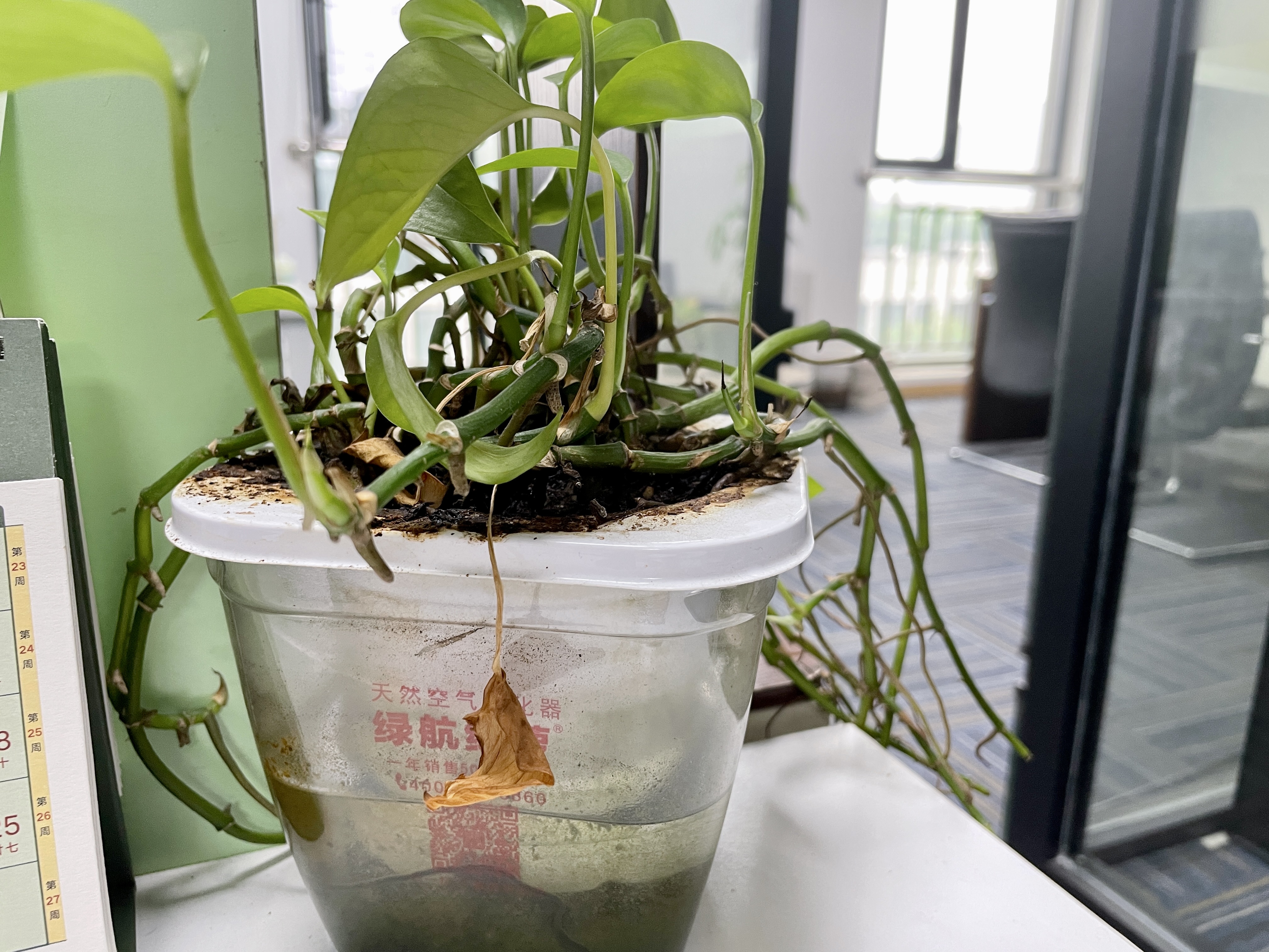 除甲醛血泪史!这几个常见除醛方法,不但浪费时间,而且丝毫没用