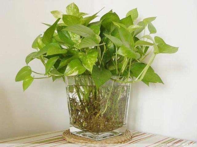 日村水总管:原来这些除甲醛方法竟然都没有用!快看看你有没有中招?