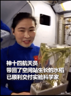 硬核!中国人在空间站种的水稻回地球了