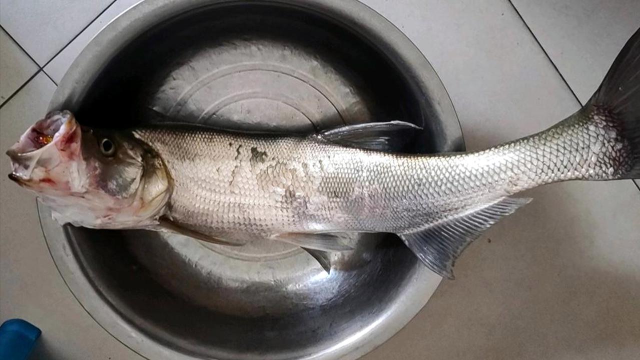 |男子人生第一次垂钓，罕见收获了米级翘嘴，网友：从此走上不归路