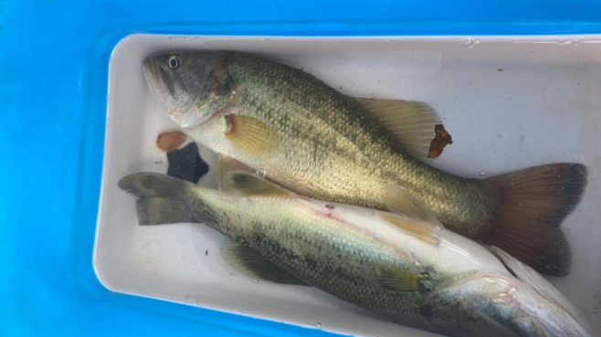 成都|美国黑鲈已“入侵”成都，有人一天钓几十条，高密度会形成种群么