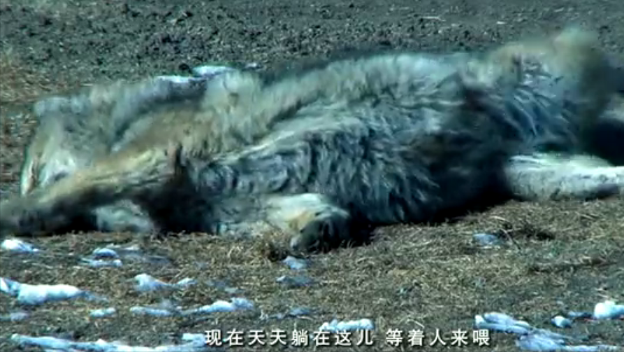 |“中国第一狼女”李微漪：12年前养狼当“儿子”，结局催人泪下