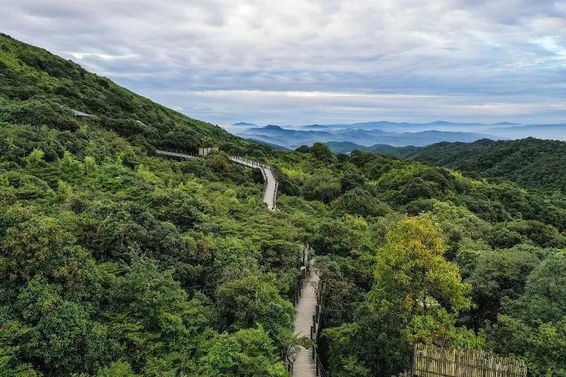 乌镇戏剧节|会员单位丨云南省红河哈尼族彝族自治州哈尼梯田森林康养基地