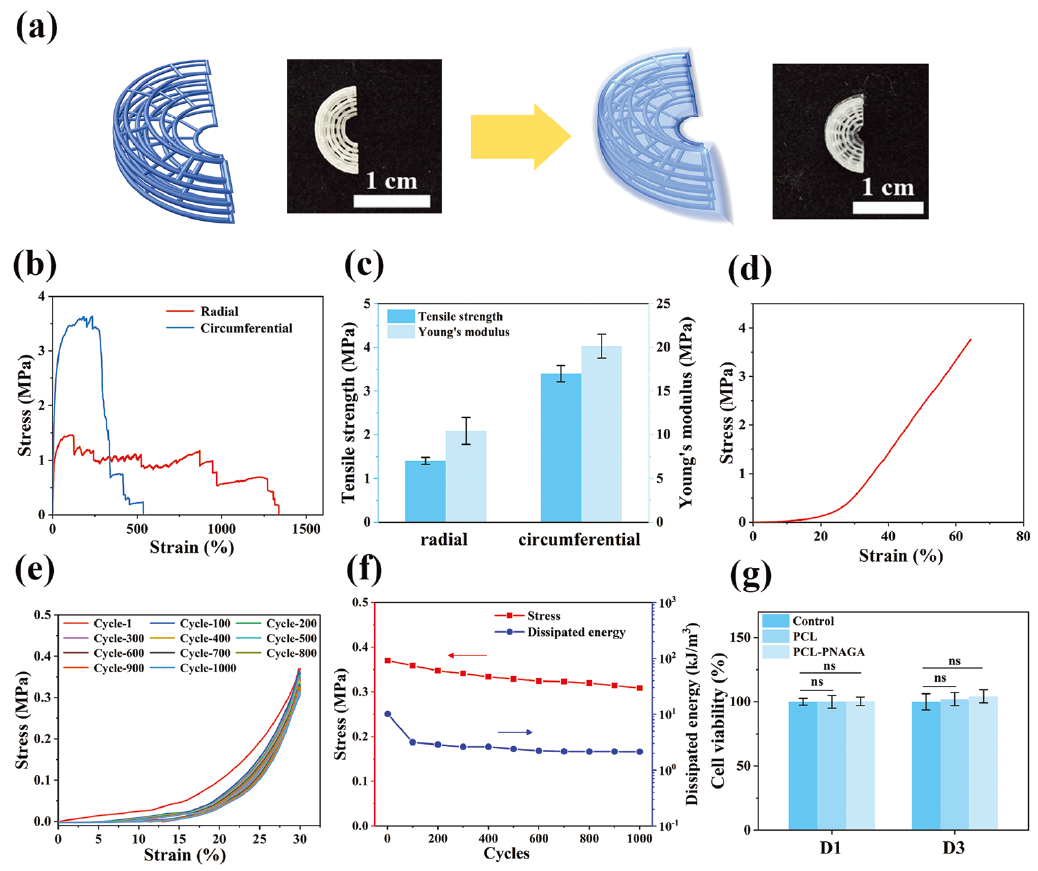 |《AFM》天津大学刘文广团队：3D 打印高强度超分子聚合物水凝胶