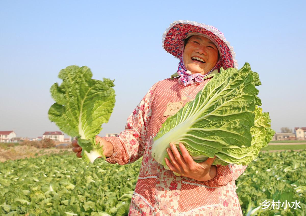 大白菜不包心?老农教你在家自制包心剂,白菜包心好、产量高