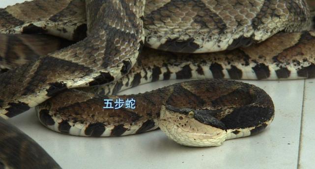 连五步蛇都敢抓！温州一男子钓鱼钓到五步蛇，直接上手去抓
