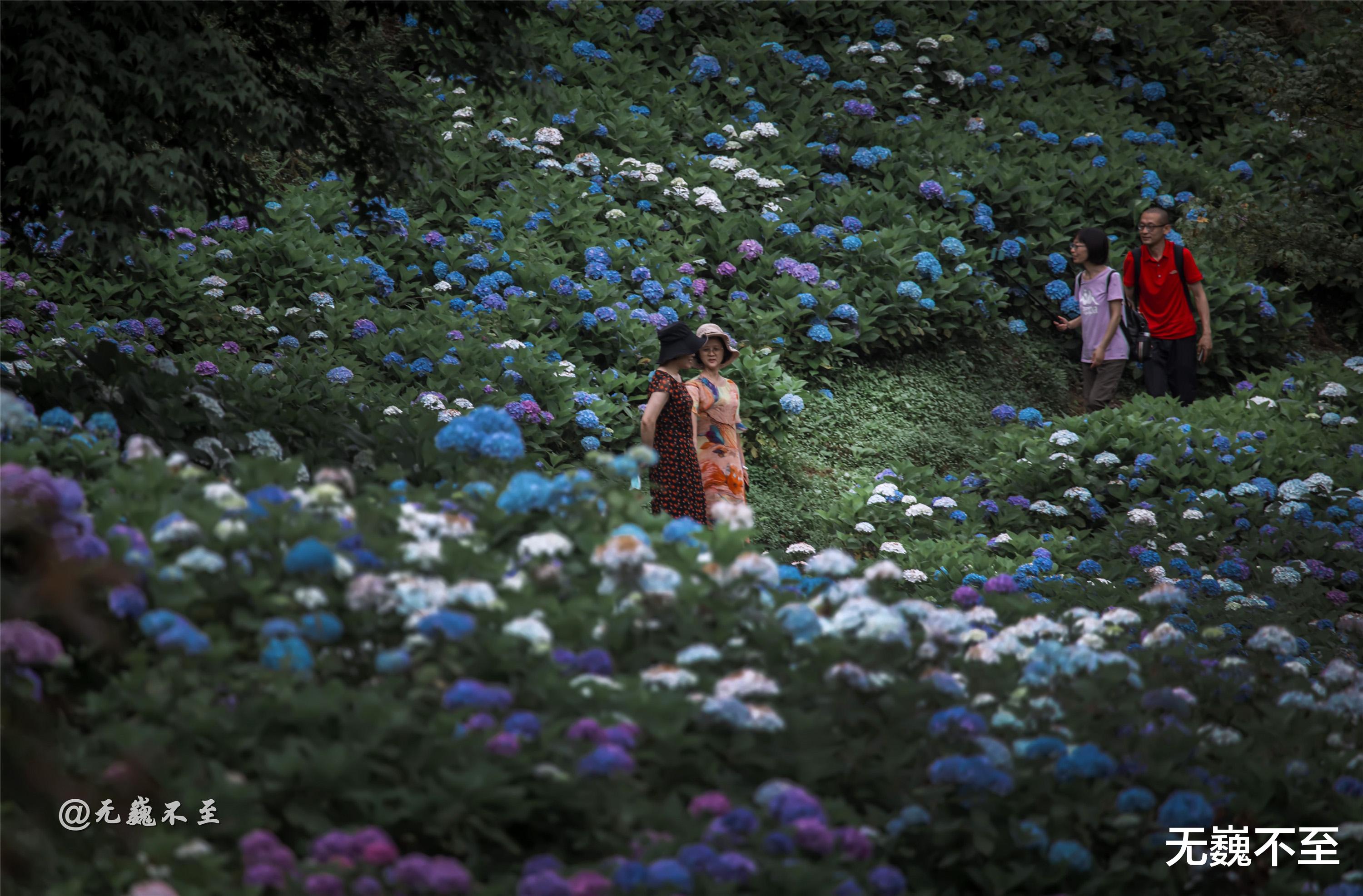 汕头|成都最大绣球花观赏地——鹿野仙踪，“绣”色可餐