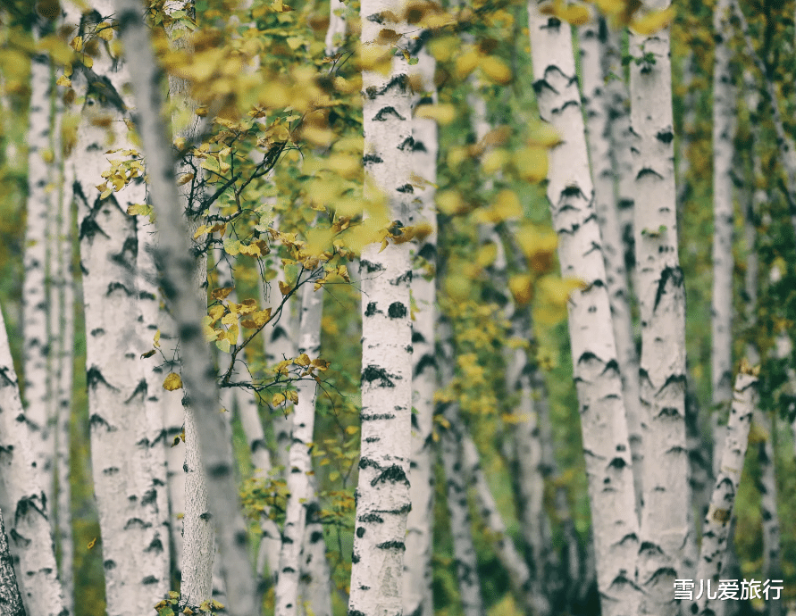 东南亚旅游|人们为何那么喜欢白桦林？而在白桦林里总有些淡淡的忧伤。