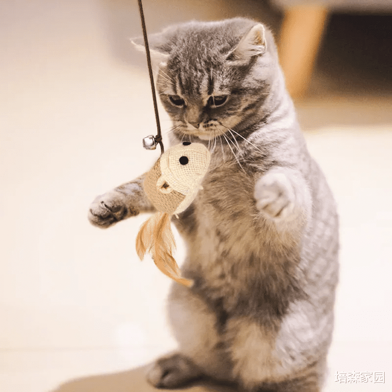 让猫咪幸福感爆棚的玩具，你知道几个？