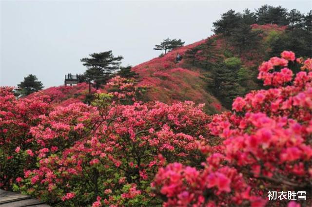 白居易|晚春杜鹃花美诗六首：最惜杜鹃花烂漫，一声啼处满山红