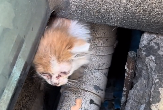 活得邋里邋遢的漂亮小橘猫，被小哥帮助后，它顺利地找到了一个家