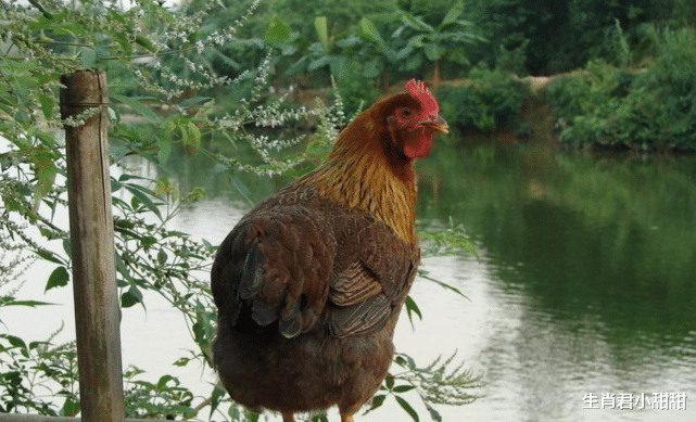 属鸡|执行力强,属鸡人说干就干想到就做,做事情拒绝扭扭捏捏