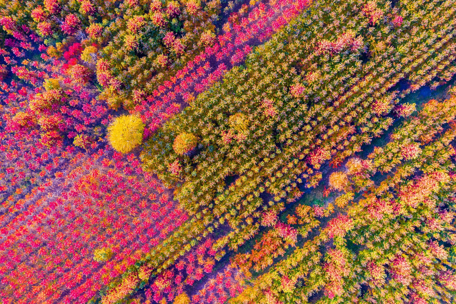 |夏格庄镇千亩红枫林等您赴约