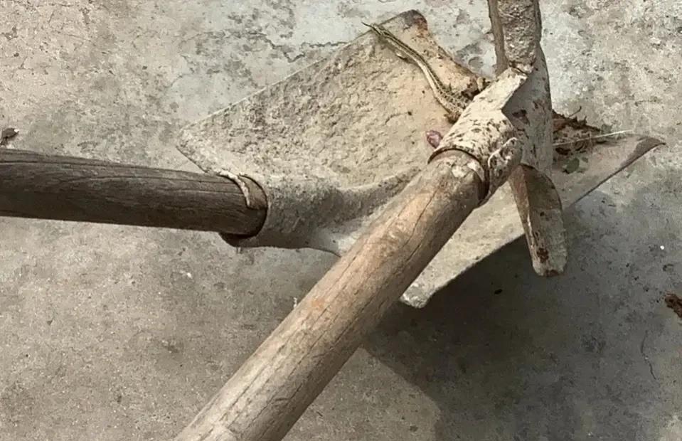 突然发现蛇的生活好像真的有点困难啊，啥都能干死它