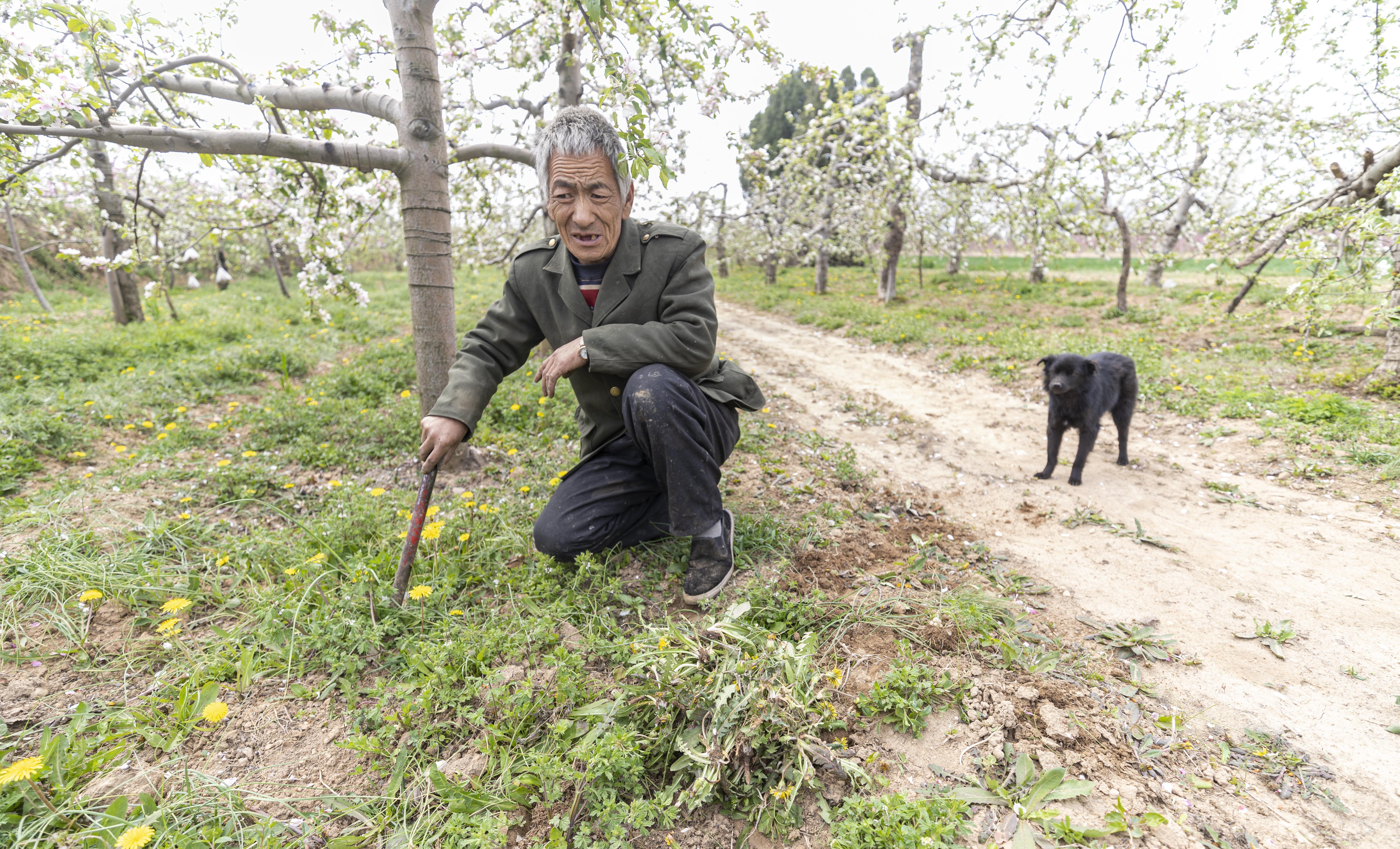 光棍大叔垃圾坑里捡条狗,竟是纯种中华田园犬,如今是他的保护神