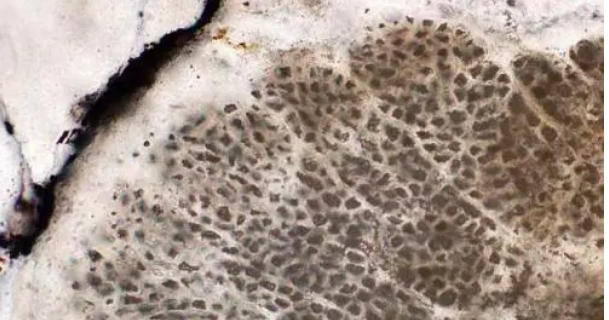 地球上,为何哺乳动物的生殖系统都长在身体后半部?