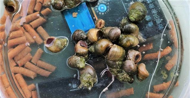 饵料|天冷用活饵、荤饵钓鱼效果比较好，这些鱼饵你用过几种？