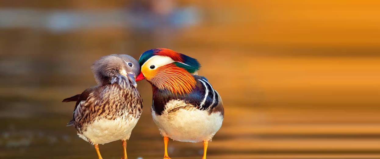 面对性强迫,动物怎么做?母鸭生殖器“反螺旋”,黑猩猩结盟反抗