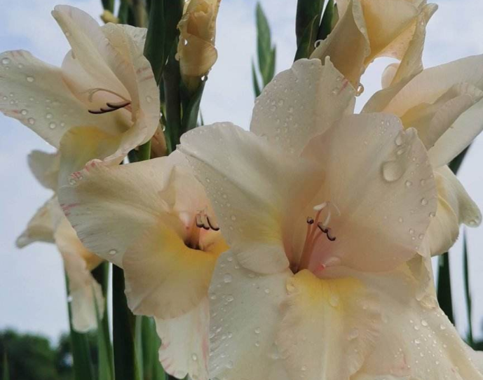 租赁|植物营养液不要随便使用,记住这4点,掌握好正确的使用方法