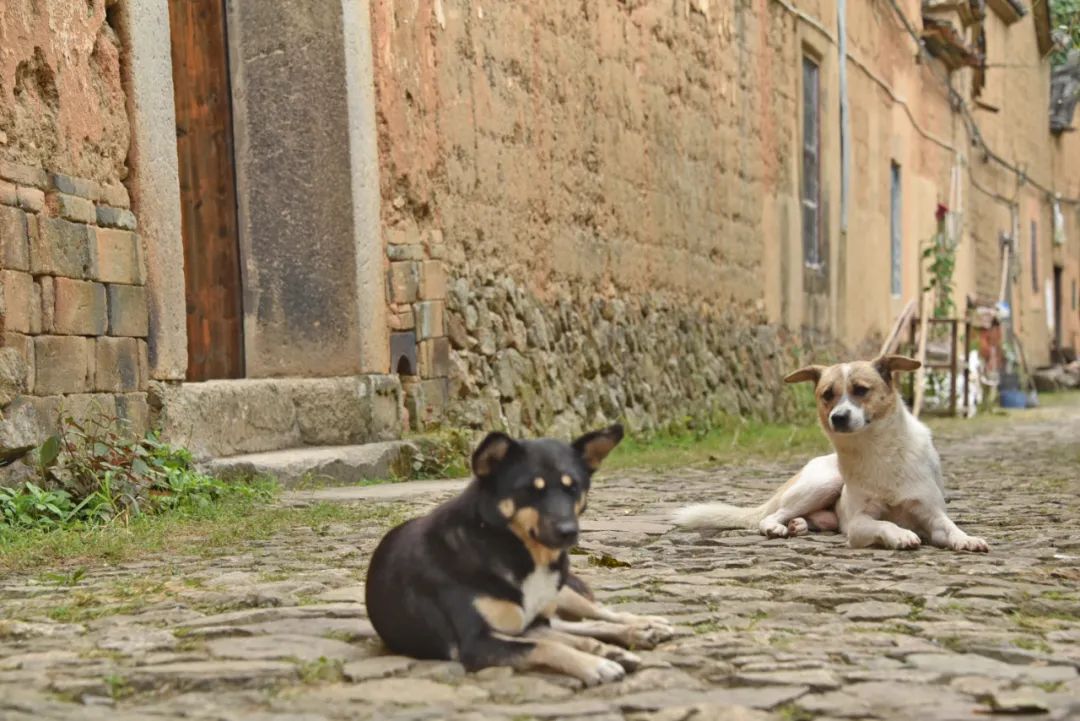 |浙南这座360年历史的古村,由于风景太治愈,意外成为网红!