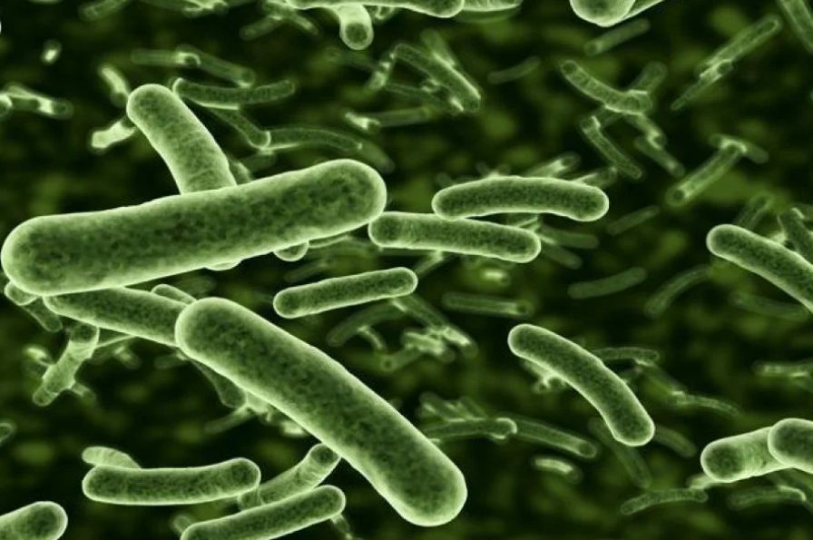 研究：细菌感染年夺770万命　居全球死因第2名