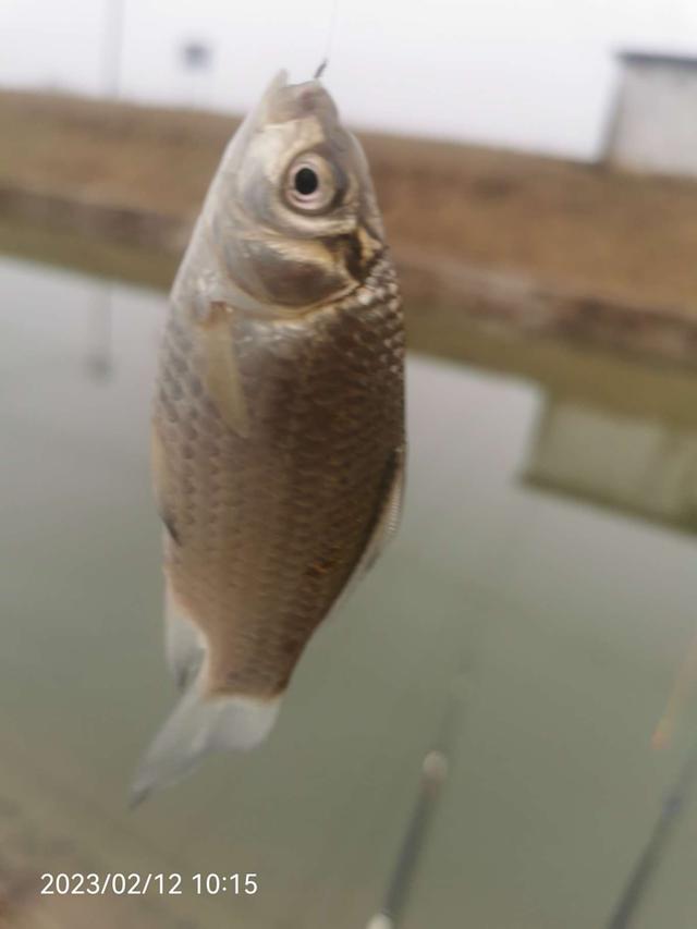 |作钓、考察又做酒米，钓鱼人的生活乐趣多多。