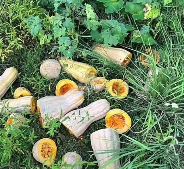 新洲南瓜事件:当地人称南瓜在本地多的是,都没人去吃,不至于偷