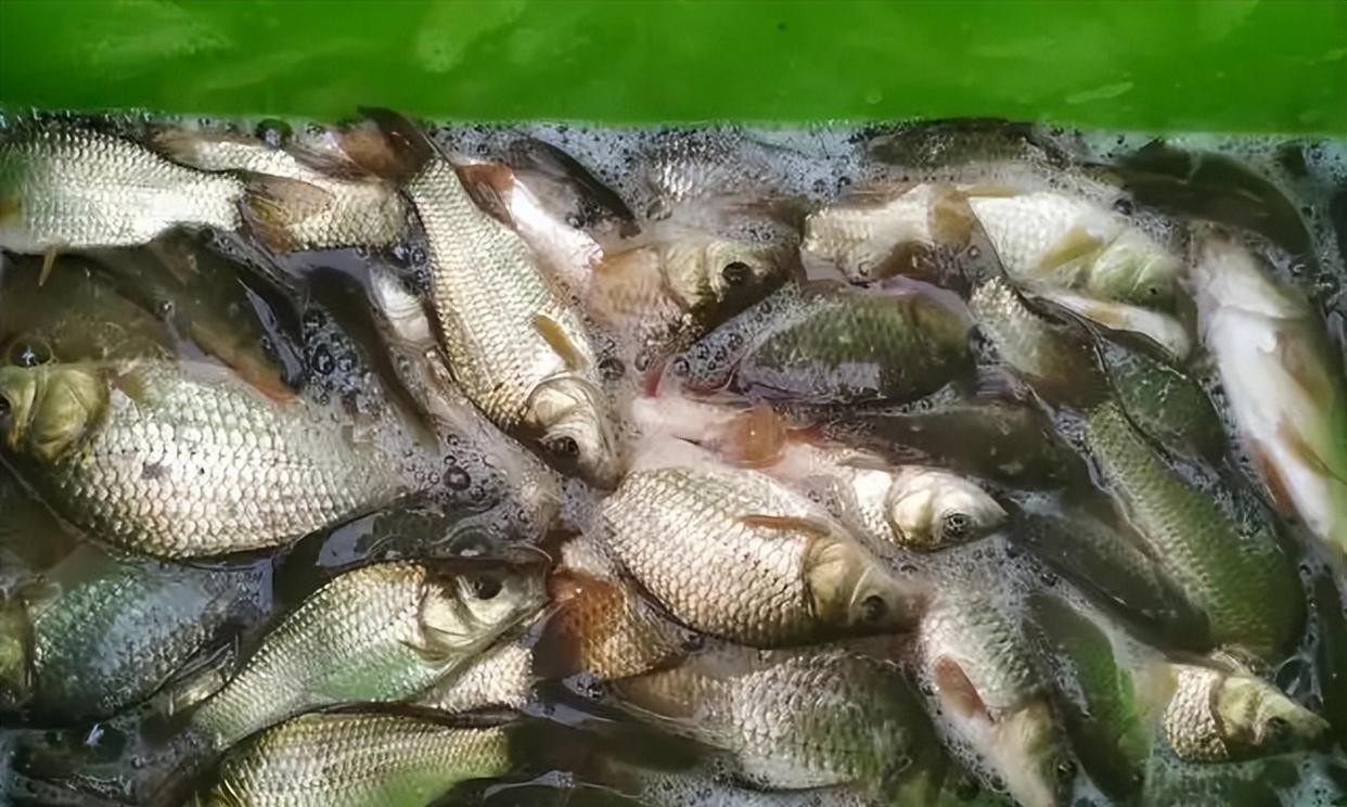 饵料|钓鱼遇到鱼口弱，更换细子线不起作用？原因是你忘了换主线