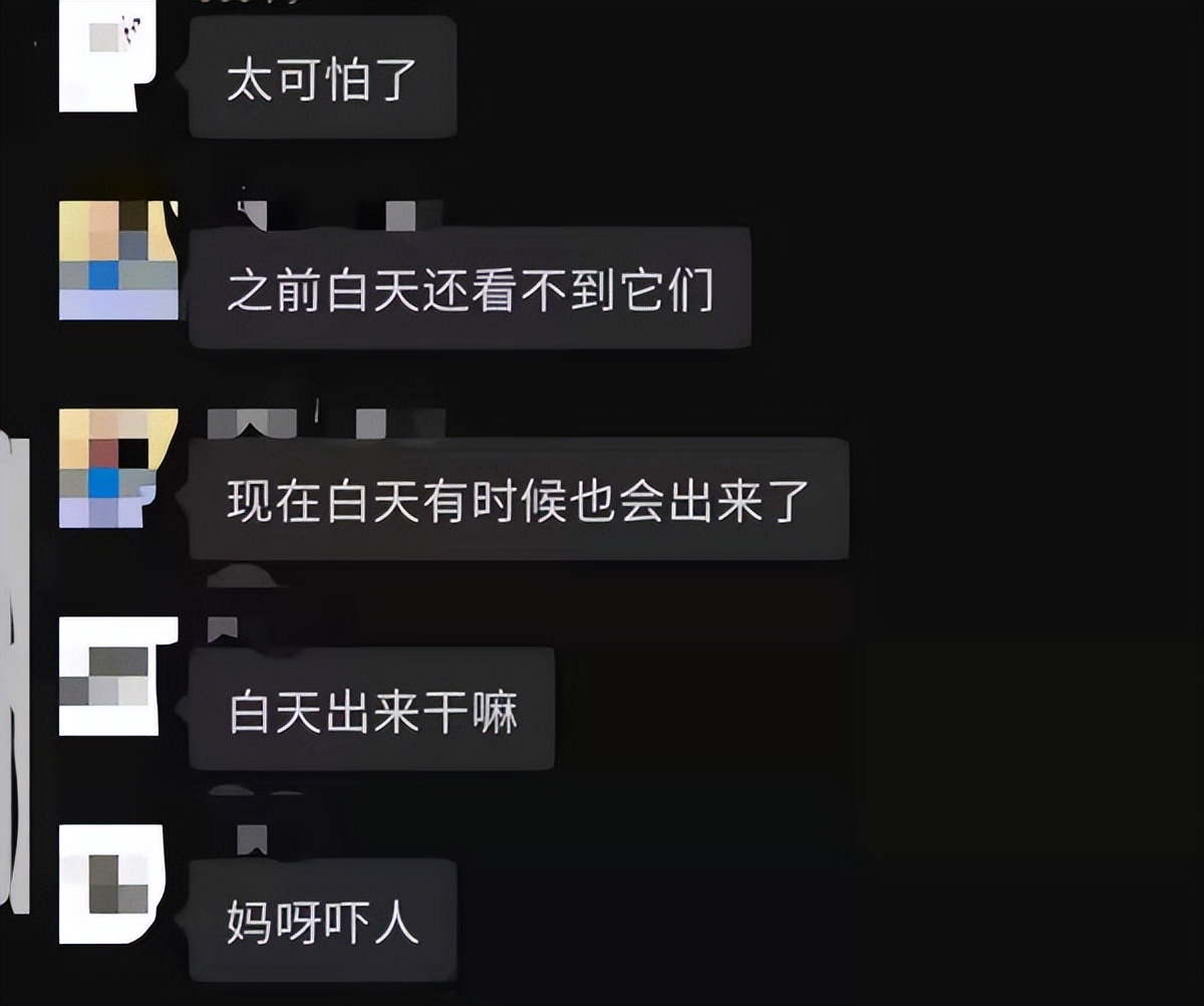 上海女子随意捡到的“小狗”竟是二级保护动物