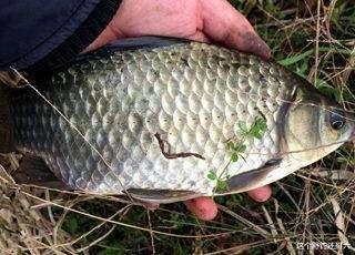 |能钓到鱼但钓得小钓不多，问题出在哪里？秋末钓大板鲫你该这样做