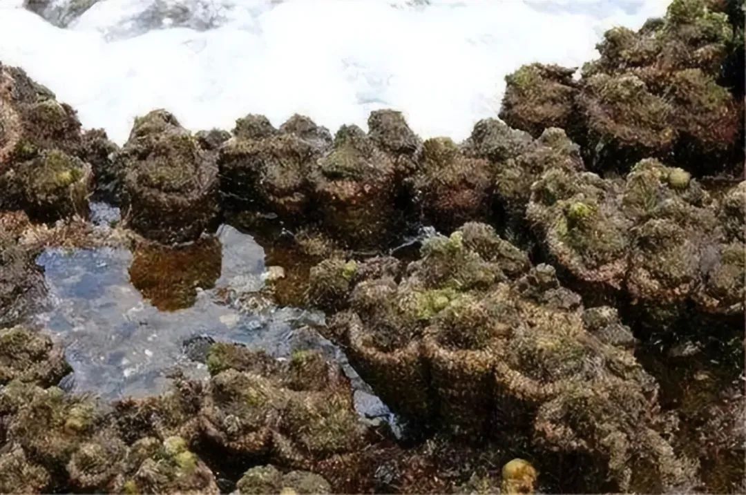 没有大脑,也没长眼睛!海菠萝通过2个小孔,让海水循环获得微生物来补充营养