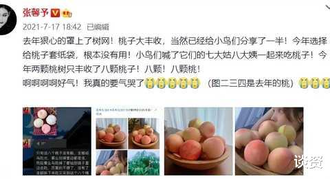 张馨予|张馨予真贤惠！家种桃子大丰收，白里透红好诱人，网友喊话想吃
