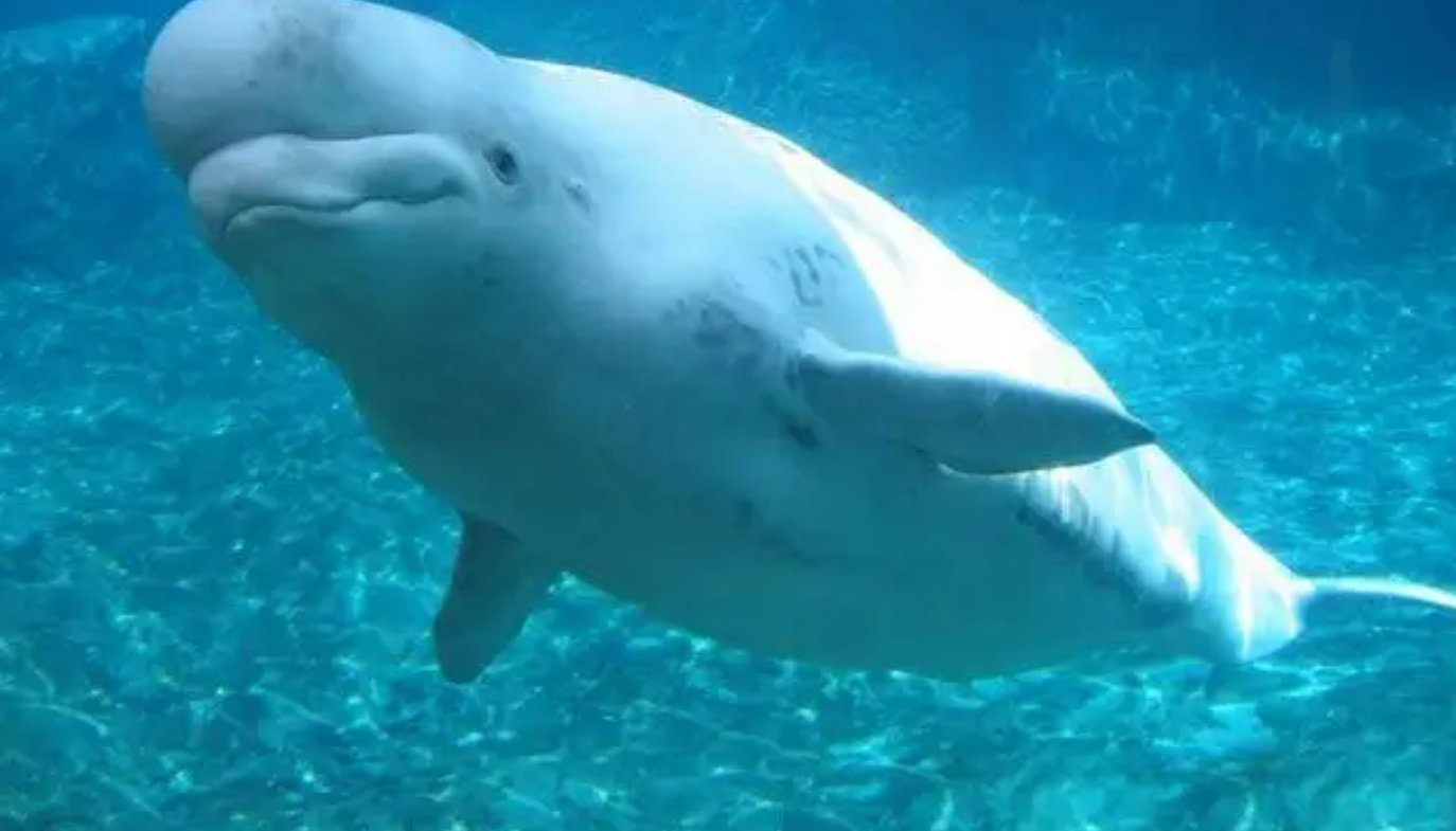 杭州|值得去的海滨城市推荐——烟台，你来过这里吗？