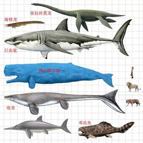地球上90%的鲨鱼,在1900万年前莫名消失,当时到底发生了什么?
