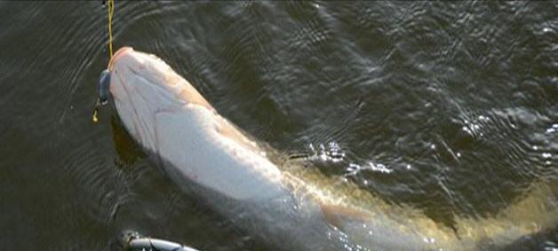 |钓鱼人也害怕？男子钓获一条大鱼，却一点不高兴，网友：赶紧回家