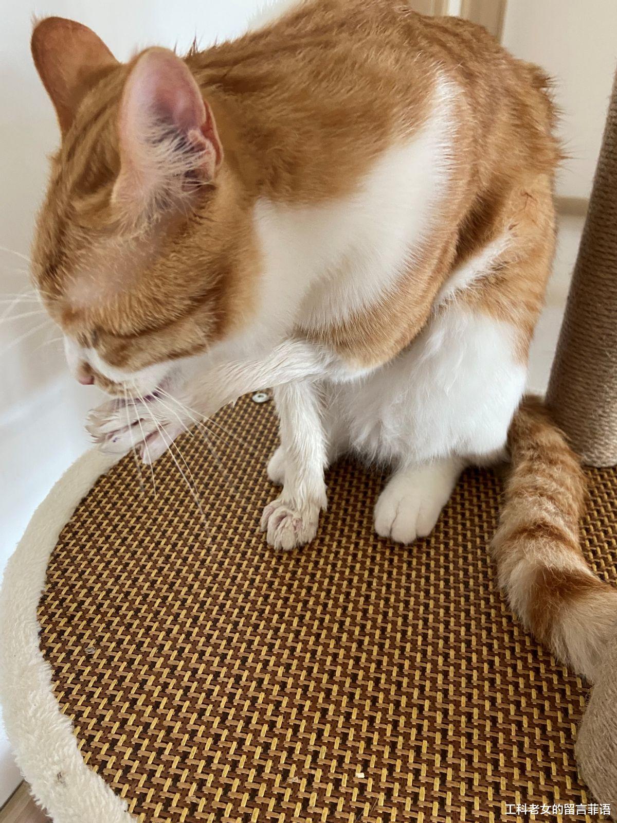 一只爱玩水的猫，特像搞笑熊孩子