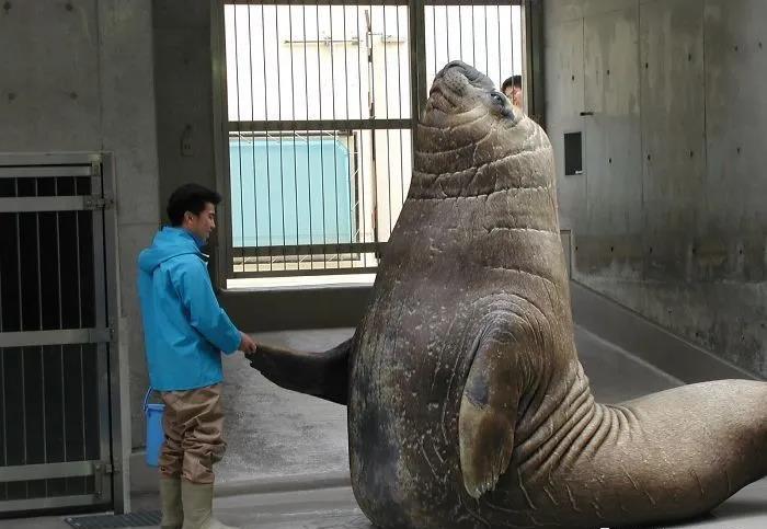 盘点那些猛禽巨兽真实大小