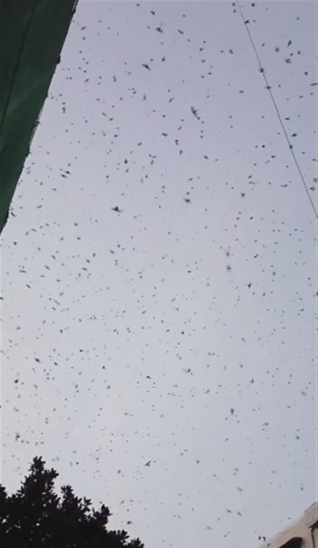 密恐!绵竹天空再次惊现大量鸟群 到底是什么原因?真与地震有关