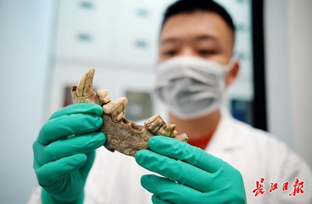 地大学者意外从斑鬣狗化石中发现古老虎DNA