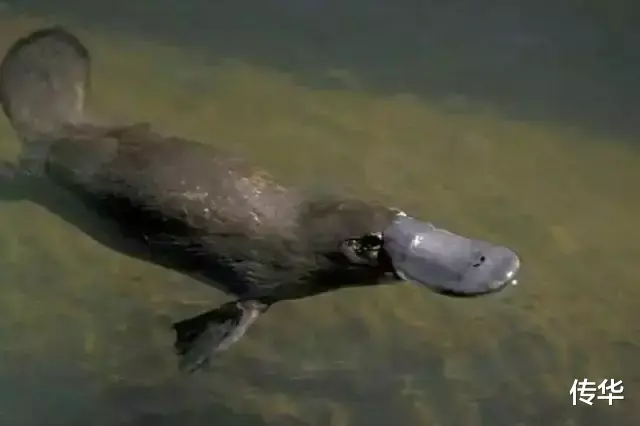 鸭嘴兽为什么会是世界上最古怪的生物?因为它全身都充满了不合理