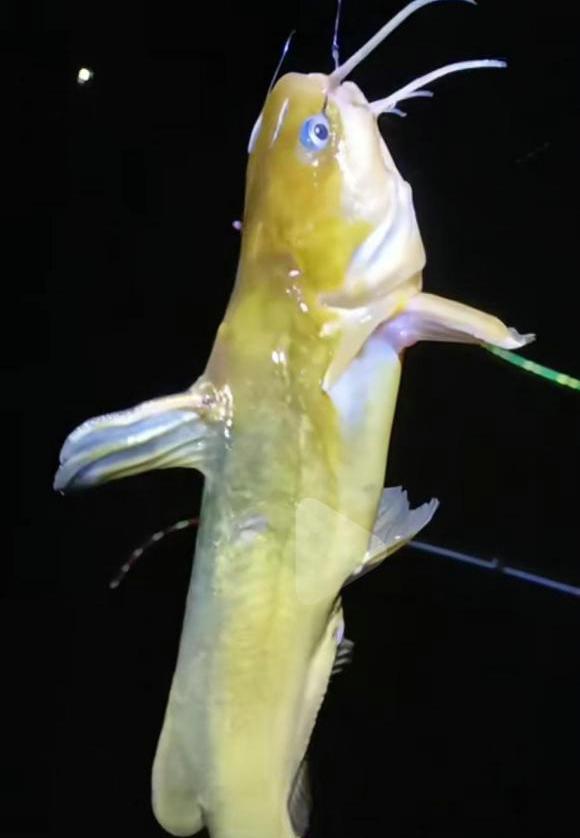 长江|20秒吃3条鱼！男子夜钓拍到罕见的甲鱼捕食画面，网友：叹为观止