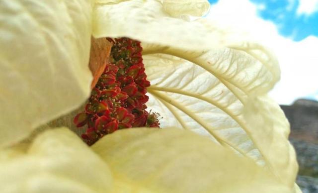 川藏公路|川藏线上的神秘“大白菜”，看到千万别摘，不然可能就要掏腰包了