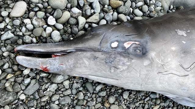 新物种？神秘鲸鱼尸体被冲上加州海滩，身体伤痕累累，科学家无法确认其品种