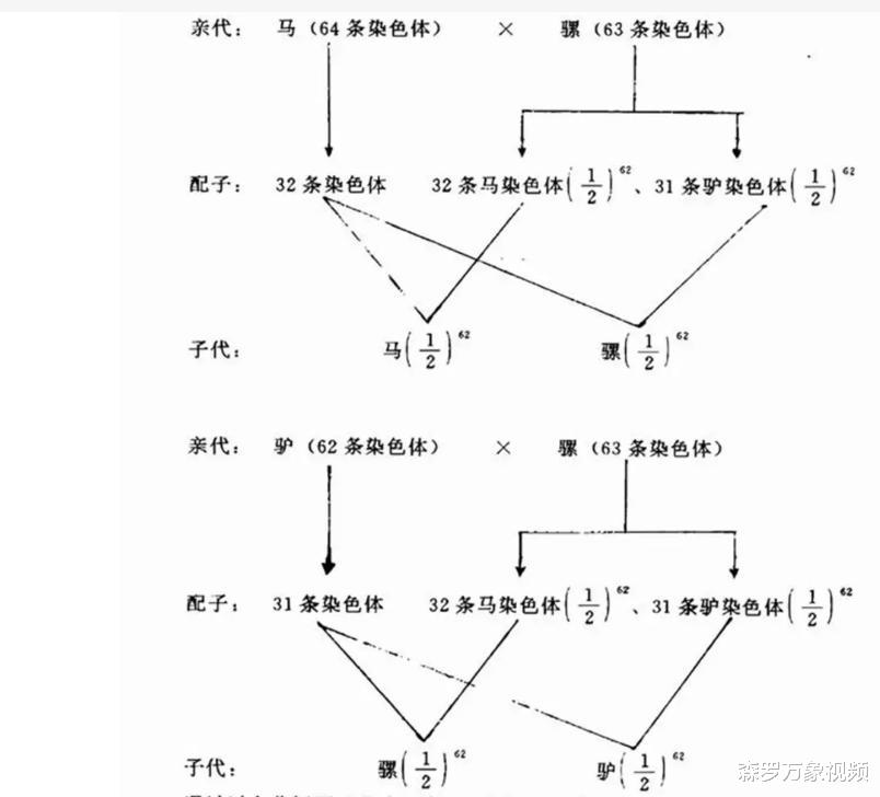 野生动物也能杂交,它们繁殖的后代有多惨?动物杂交该被禁止吗