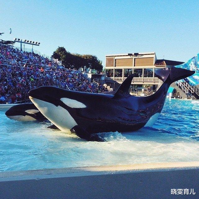 作为海洋猎手,杀人鲸什么都吃,为什么不吃人?