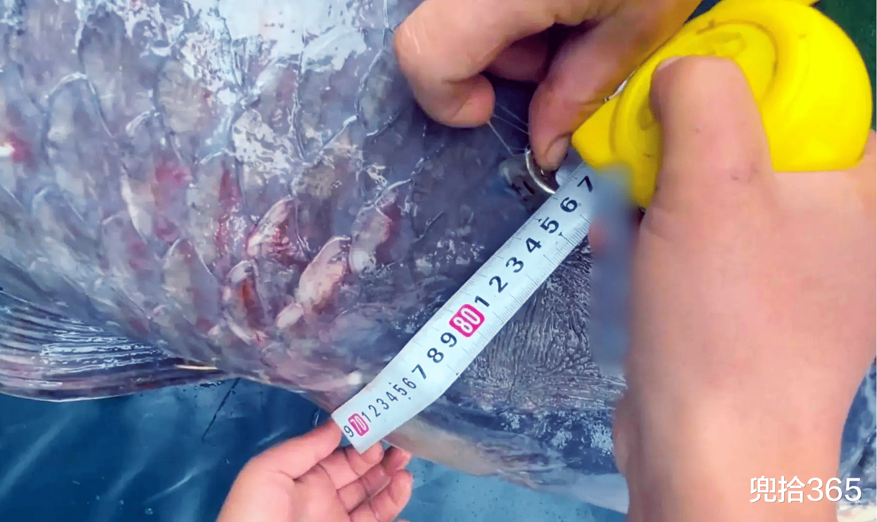 六旬大爷罕见钓获“青鱼王”，1.73米长重达136斤，卖了58000元