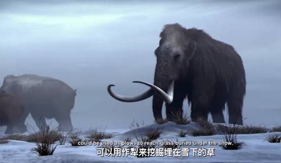 3.5万年前的猛犸象幼崽被发现,美科学家想将其复活,要做什么?