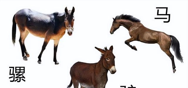 人和猿类可以有后代吗?
