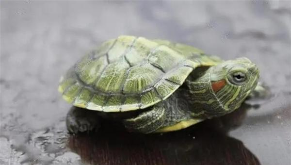 女子纵有千般毒,最毒莫若“爬龟妇”,爬龟妇能恶毒到什么程度?