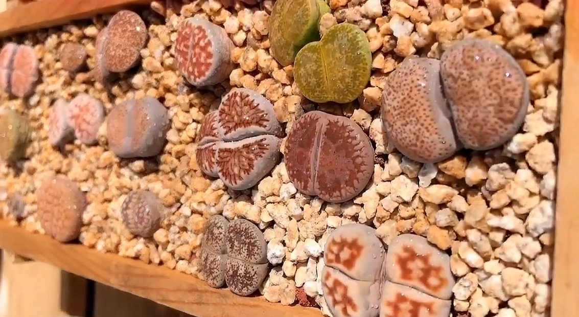 沙漠中,生存着3种“不正经”的植物,搞笑又让人心疼